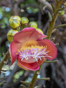 20th Oct 2022 - Cannonball tree flower