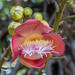 Cannonball tree flower by gosia