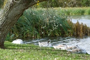 9th Oct 2022 - swans at rest