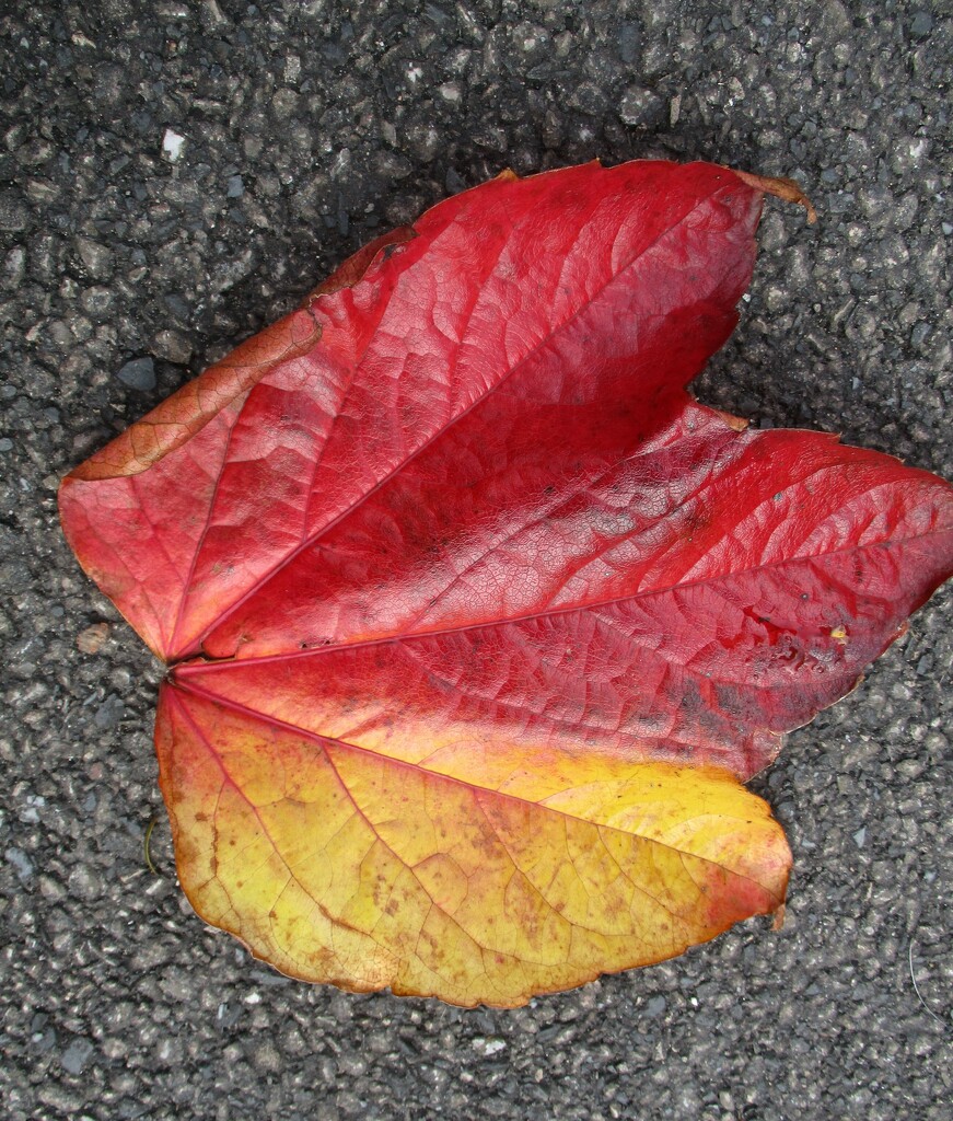 A red and yellow Autumn leaf. by grace55