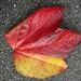 A red and yellow Autumn leaf. by grace55