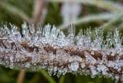 20th Oct 2022 - Frost