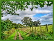 20th Oct 2022 - Country Walk Near Felton,Northumberland