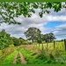 Country Walk Near Felton,Northumberland by carolmw