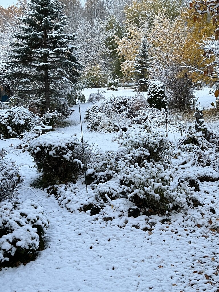 Winter weather has arrived in my Backyard! by radiogirl