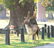 20th Oct 2022 - Stag at Burghley. 