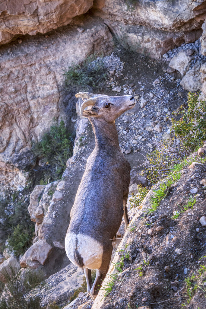 Looking Down at the Bighorn Sheep by kvphoto