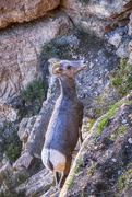 19th Oct 2022 - Looking Down at the Bighorn Sheep