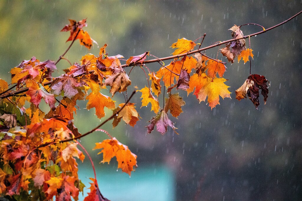 Autumn Rain by carole_sandford