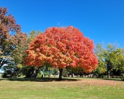 14th Oct 2022 - The colors of fall