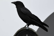 18th Oct 2022 - black bird