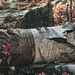 Forest Floor Textures by gardencat