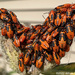 Milkweed Beetles by falcon11