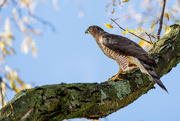 12th Oct 2022 - Coopers Hawk in my Backyard!