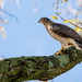 Coopers Hawk in my Backyard! by jyokota