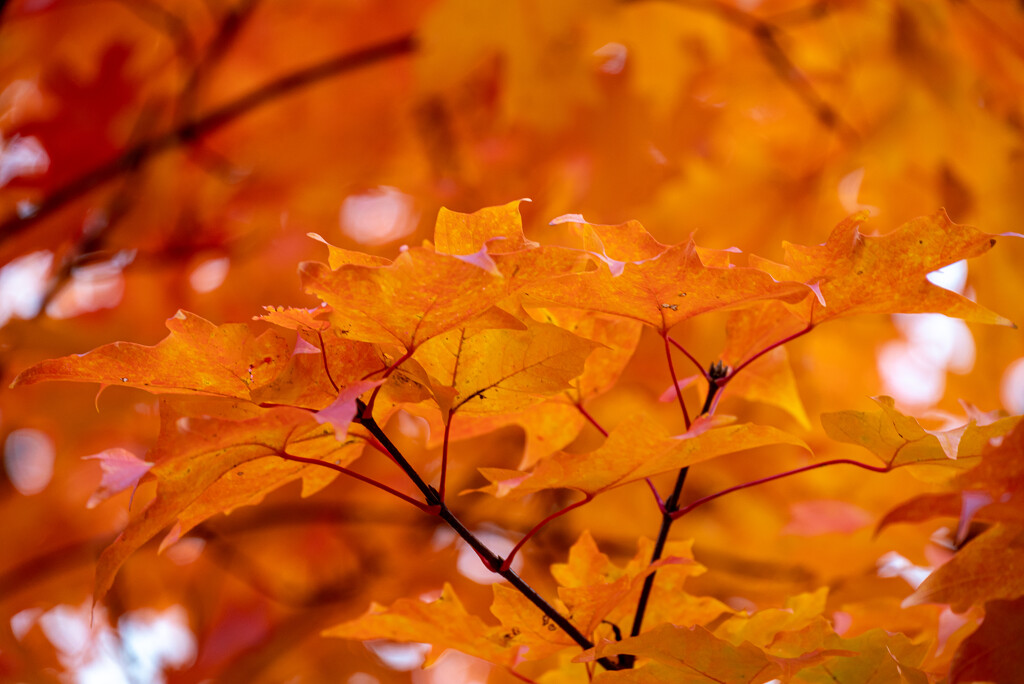 Fall leaves by mdaskin