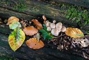 20th Oct 2022 - Fungi and Leaf-Fall