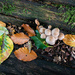Fungi and Leaf-Fall by vignouse