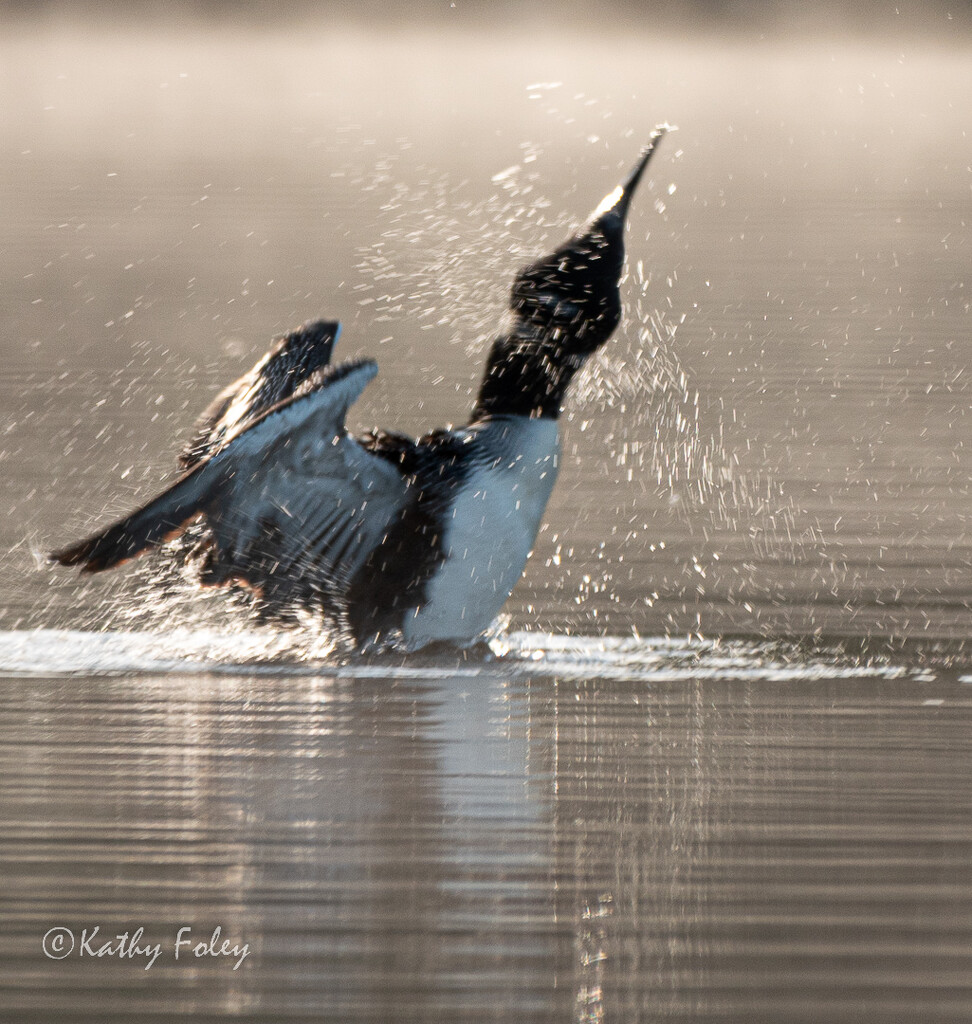 Loon spraying  by radiogirl