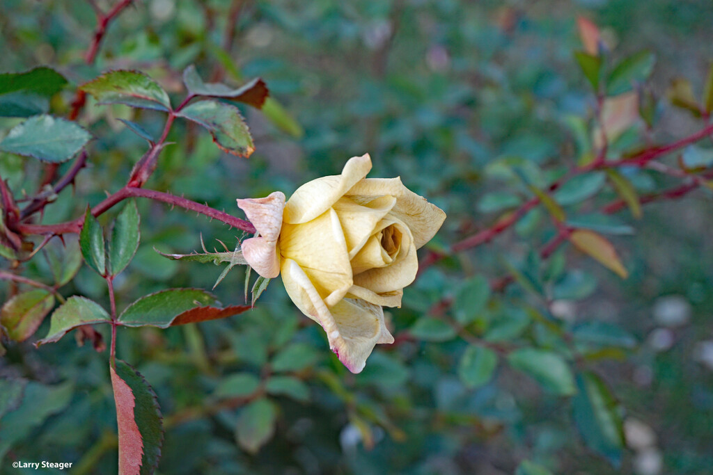 Frost bitten rose by larrysphotos
