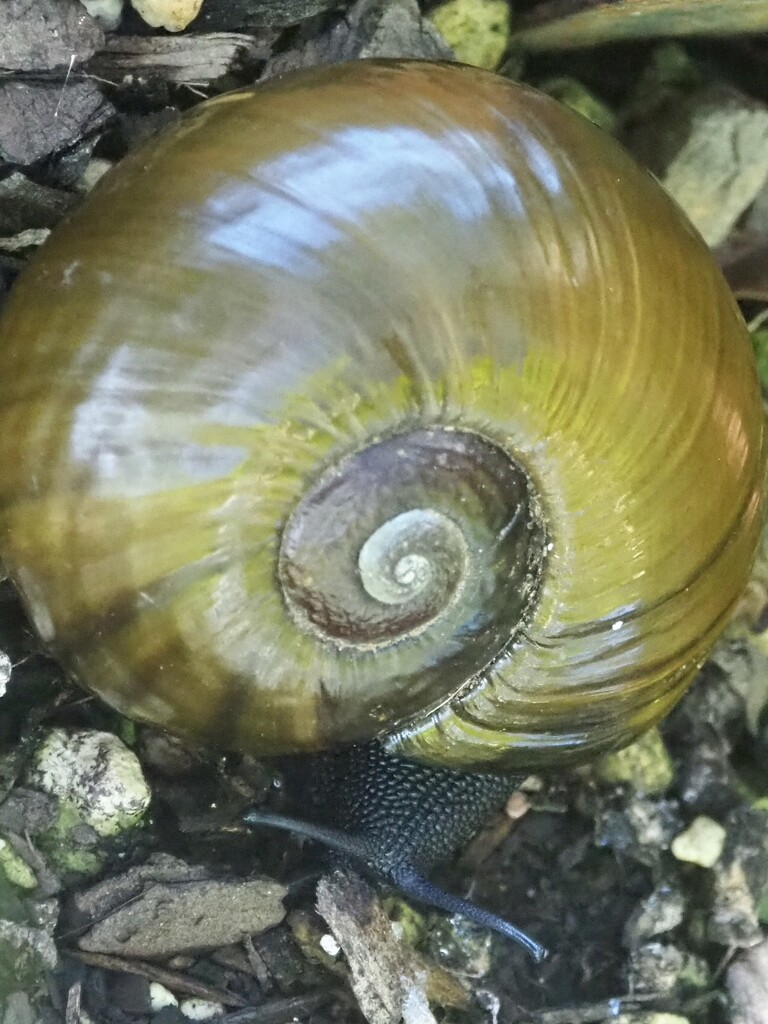 A Kauri Snail NZ native  by Dawn