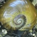 A Kauri Snail NZ native  by Dawn
