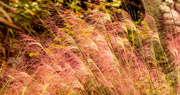 20th Oct 2022 - Grasses Waving in the Breeze!