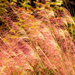 Grasses Waving in the Breeze! by rickster549