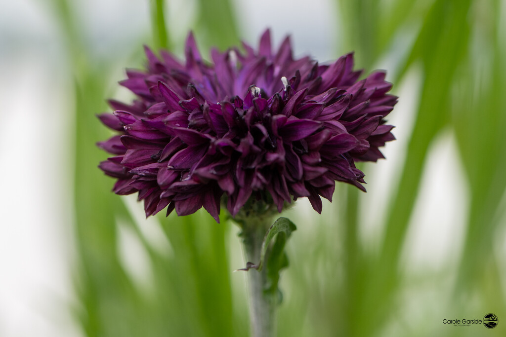 purple wildflower by yorkshirekiwi