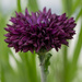 purple wildflower by yorkshirekiwi