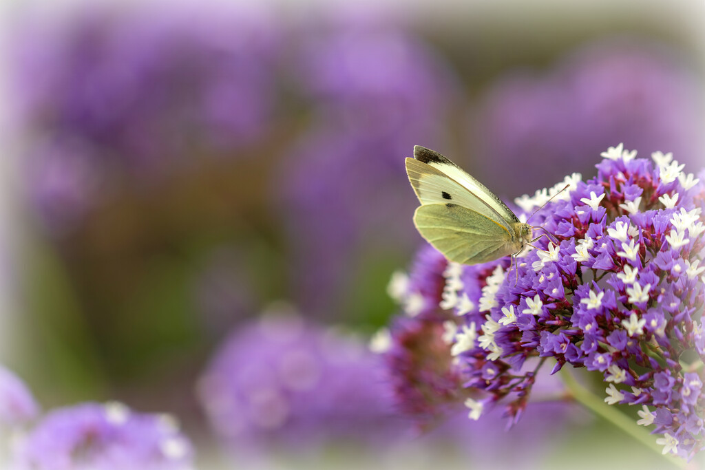 The little white Butterfly by ludwigsdiana