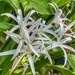 Hawaiian Lillies by redy4et