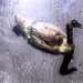 Duck in the rain  by stuart46