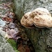 Fungi by revken70