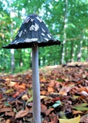 21st Oct 2022 - A large suspicious lone mushroom