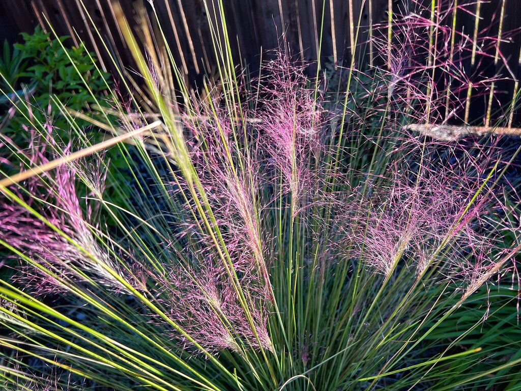 Muhly Grass by dkellogg