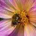 Wet Bee by 365projectmaxine