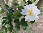 21st Oct 2022 - Sasanqua camellia 