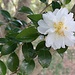 Sasanqua camellia  by congaree