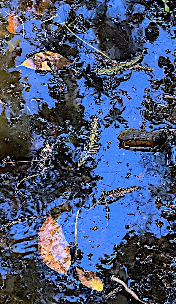 Pond abstract by congaree