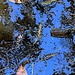 Pond abstract by congaree