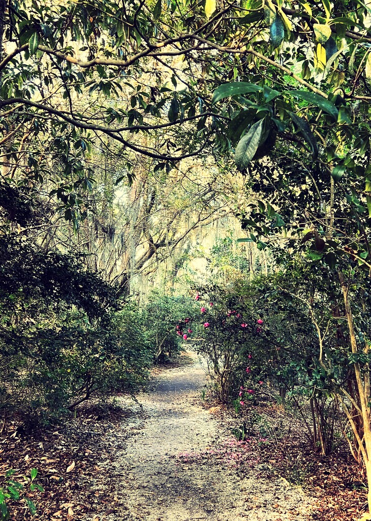 Garden path by congaree