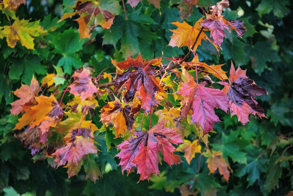 Maple Colour by carole_sandford