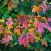 Maple Colour by carole_sandford