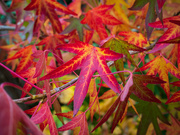 19th Oct 2022 - acer leaves