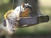 20th Oct 2022 - Our squirrels smile!