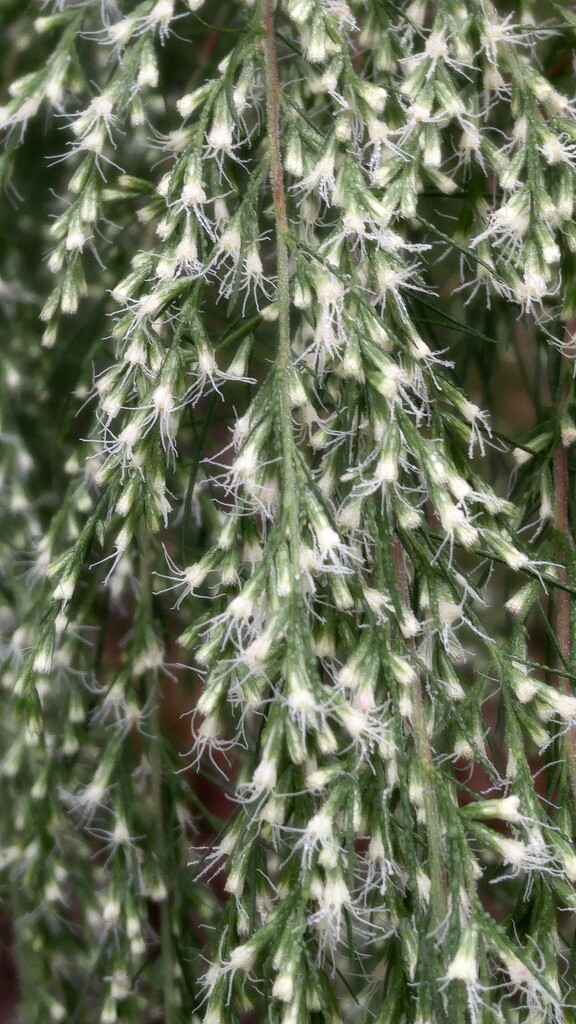 Soggy dog fennel blooms... by marlboromaam