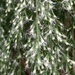 Soggy dog fennel blooms... by marlboromaam
