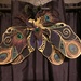 Fairy Wings by metzpah