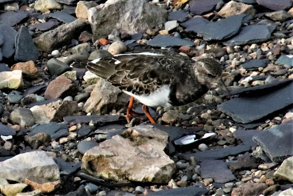 A Turnstone. We were staying with friends looking out over the Menai Straits in North Wales. At low tide there is a stony beach in front . A small flock of Turnstones come to turn over the stones and shale in search of food. It sounds like wind chimes. It's very beautiful. by 365jgh